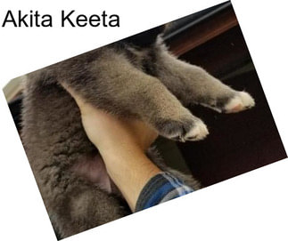 Akita Keeta