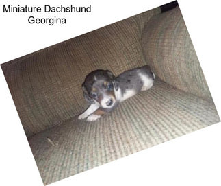 Miniature Dachshund Georgina