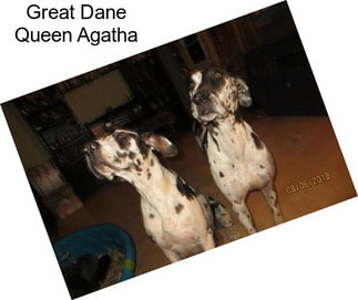 Great Dane Queen Agatha