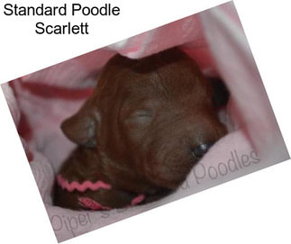 Standard Poodle Scarlett