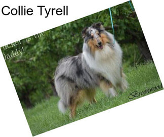 Collie Tyrell