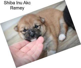 Shiba Inu Akc Remey