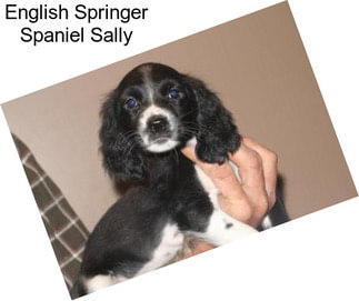 English Springer Spaniel Sally