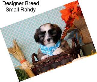 Designer Breed Small Randy