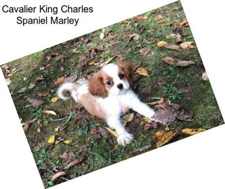 Cavalier King Charles Spaniel Marley