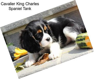 Cavalier King Charles Spaniel Tank