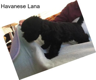 Havanese Lana