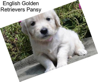 English Golden Retrievers Pansy