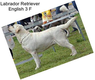 Labrador Retriever English 3 F