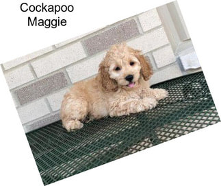 Cockapoo Maggie
