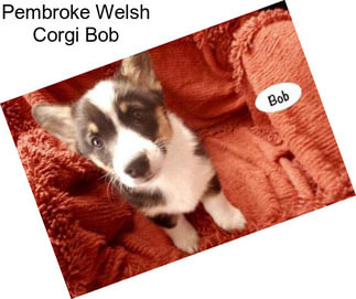 Pembroke Welsh Corgi Bob