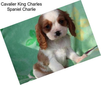 Cavalier King Charles Spaniel Charlie