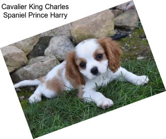 Cavalier King Charles Spaniel Prince Harry