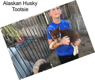 Alaskan Husky Tootsie