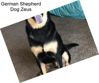 German Shepherd Dog Zeus