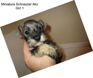 Miniature Schnauzer Akc Girl 1