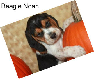 Beagle Noah
