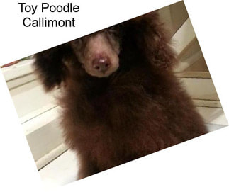 Toy Poodle Callimont