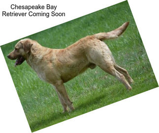 Chesapeake Bay Retriever Coming Soon