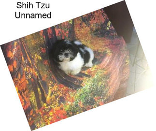 Shih Tzu Unnamed