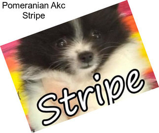 Pomeranian Akc Stripe
