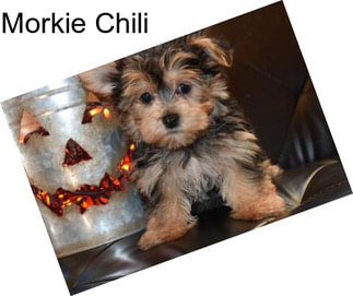 Morkie Chili