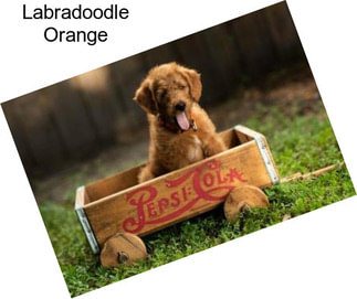 Labradoodle Orange