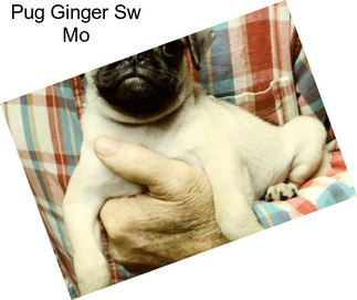 Pug Ginger Sw Mo