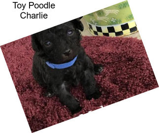 Toy Poodle Charlie