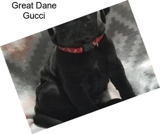 Great Dane Gucci