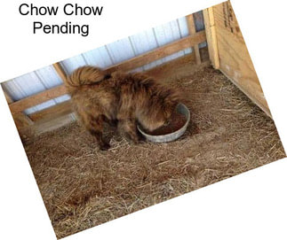 Chow Chow Pending
