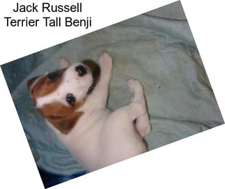 Jack Russell Terrier Tall Benji