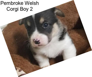 Pembroke Welsh Corgi Boy 2