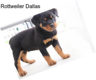 Rottweiler Dallas