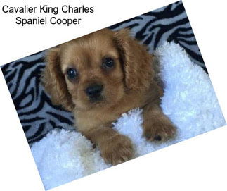 Cavalier King Charles Spaniel Cooper