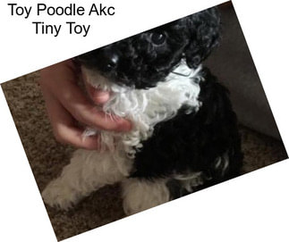 Toy Poodle Akc Tiny Toy