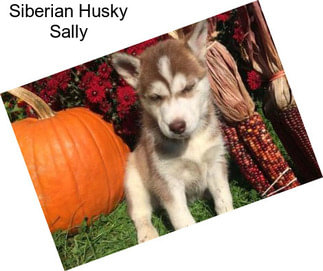 Siberian Husky Sally