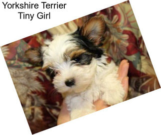 Yorkshire Terrier Tiny Girl