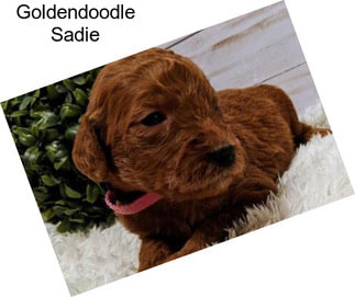 Goldendoodle Sadie