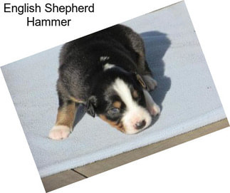 English Shepherd Hammer