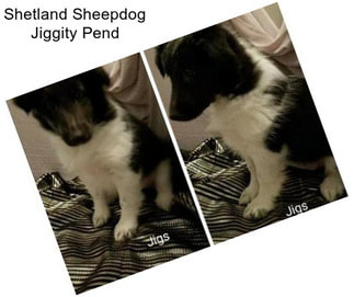 Shetland Sheepdog Jiggity Pend