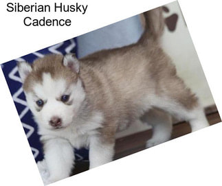 Siberian Husky Cadence