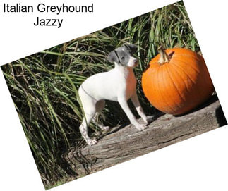 Italian Greyhound Jazzy