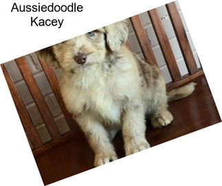 Aussiedoodle Kacey