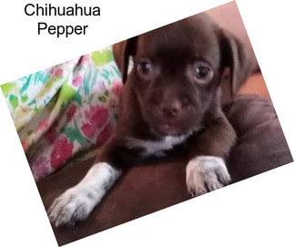 Chihuahua Pepper