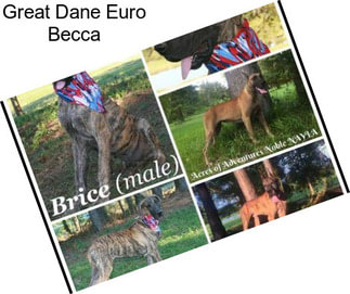 Great Dane Euro Becca