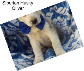 Siberian Husky Oliver