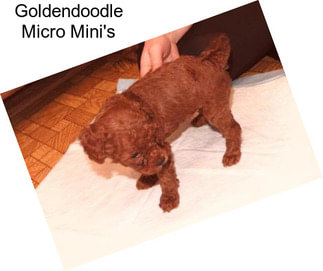 Goldendoodle Micro Mini\'s