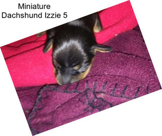 Miniature Dachshund Izzie 5