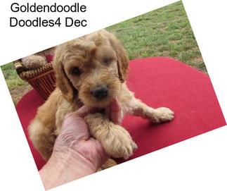 Goldendoodle Doodles4 Dec
